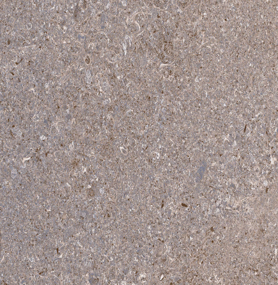 Керамическая плитка Primavera Алькон TP413625D коричневый 41x41