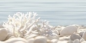 Керамическая плитка Alma Ceramica Del mare Декор DWU09DLM624 24,9x50