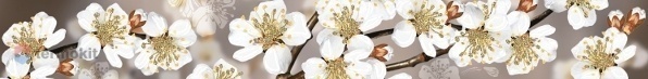 Керамическая плитка Azori Amati Sakura бордюр 50,5х6,2